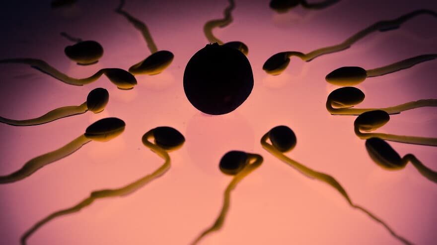 STJ proíbe implantação de embriões após morte de um do cônjuges